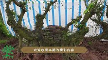 这“神操作”够“牛”，电锯将枝干削磨出沟壑，你敢这样操作吗？