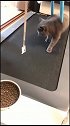 猫：我又不胖，还让我跑步！