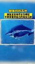 鲸鱼妈妈去世 鲸鱼宝宝用尽全力不让母亲沉淀劲享好春光  中国劲酒