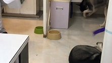 二哈对狗粮不理不睬，一听到吃牛排，它的反应你们忍住别笑