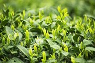 《物华天宝》昭平有机茶