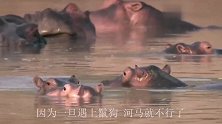 2吨河马惨被鬣狗“剜眼睛”，痛到绝望却动弹不得，镜头记录全程