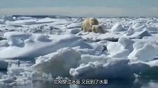 北极熊：冰层上躺着三只海豹，闻到味道要捕食了！