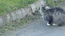 猫咪一路紧跟着老鼠，被老鼠发现，为了掩饰尴尬就开始假装顺路