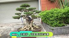 根枝紧紧包裹住石块，造型别具一格，个性张狂又值钱，赏心悦目