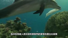 好残忍，可爱的儒艮竟然被人锁在海底，只为了供人拍照赚钱