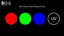 蜂鸟能看到人类看不到的东西，研究发现，它连紫外线都能看得到