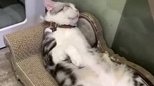这才是正儿八经的猫主！铲屎官：老大，门口有只狗找您呢！