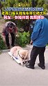 16岁狗狗已无法站立行走，老两口每天用拖车带它晒太阳！能遇到这样的主人太幸福了！暖心 温暖