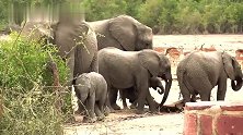 象群在旱季里霸占水坑，其它动物喝口水都难