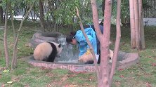 熊猫宝宝蹲在墙角生闷气，饲养员前去安慰，下一秒请不要笑