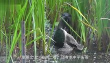 这只水獭有两个铁哥们，一只狮子一只鬣狗，交际圈真广啊