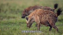这是鬣狗最惨的一次，被雄狮堵住家门全部咬死，断子绝孙真解气