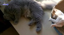 几只胖猫悠闲自得各有特点，大橘猫管不住自己，到处撩闲表情搞笑