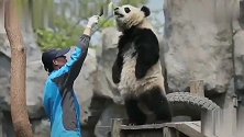 这大熊猫是人扮的吧！还会直行走路要吃的，真是成精了
