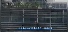 母鸡为在屠刀下逃生，在23楼的幕墙外晃悠了一个星期