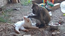 在猫咪身上找跳蚤的猴子