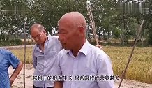桃树幼树要保留好叶片利于根细生长