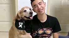 金毛艾迪太有镜头感了，说好了数到三笑，这家伙笑得真可爱