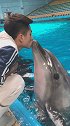 蓬莱八仙过海度假区 小海豚给驯养师送了一个香吻