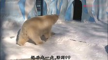 北极熊的悠闲餐后时光，简直就是行走的表情包
