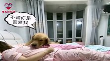 金毛不肯吃药还嘲讽女主人，下一秒女主发飙，面对疾风吧！太逗了