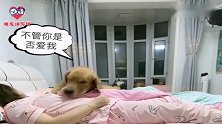 金毛不肯吃药还嘲讽女主人，下一秒女主发飙，面对疾风吧！太逗了