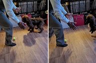 英国一位主人教宠物狗跳爵士舞 狗狗学得有模有样