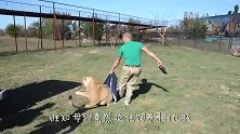 饲养员看着公狮说，你管管你媳妇吧，雄狮的举动太意外了