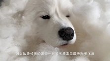 宠主给萨摩耶梳毛，才10分钟就不行了：这怕是冬天不愁棉被了