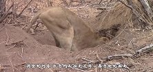 狮子发现个洞穴，险些被拉进去，最后挣扎半天拉出个大家伙
