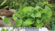 扦插绿萝难生根？弄点“催根水”泡一泡，大大提高存活率