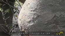 大象腿上肿起巨大的球，被好心人救助后，流下感激的眼泪