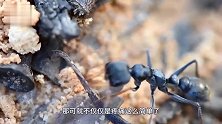 世界上最毒的蚂蚁，体长超过2.5厘米，被咬一口几分钟内毙命
