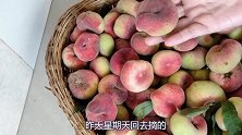 鲜桃熟了，教你做成桃子果酱，抹面包，冲水喝都美味好吃！