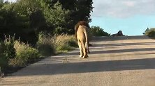 2头雄狮在公路上休息—面对路过的车辆选择无视