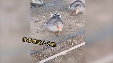 这大鹅厉害了！人类与大鹅的交战再次拉开
