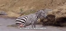 小斑马被母狮扑倒在地，惨叫不已，紧接着让人意想不到啊