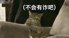 狸花猫：对不住兄弟，家里只能有一只猫！
