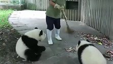 奶妈真的是很无奈，大熊猫们动不动就抱大腿，让不让人好好扫地了