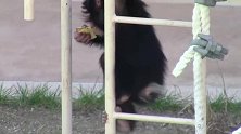 172双胞胎黑猩猩，双胞胎婴儿