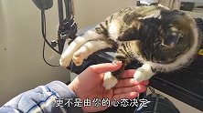 大毛明明是只猫，为什么喜欢装“狗”