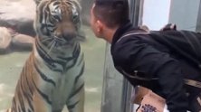男子隔玻璃亲了老虎一下，老虎一巴掌就呼了上去，镜头拍下全过程