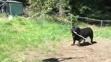 罗威纳犬：叫你整天往外面疯，尝尝我这打狗棍的厉害！