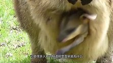 袋鼠的育儿袋里是什么样的？美女好奇打来，瞬间吐了！