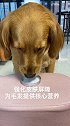 狗毛你就长狗身上可以吗