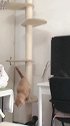 你不配做猫