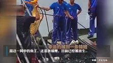 大丰收！杭州千岛湖巨网捕鱼8万斤