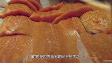 国外的三文鱼生产线！鱼还没反应过来就成了鱼片！太先进了！