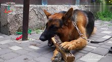 黑背犬想磨牙，只能啃木头，真替它郁闷！